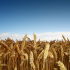 Grain's field